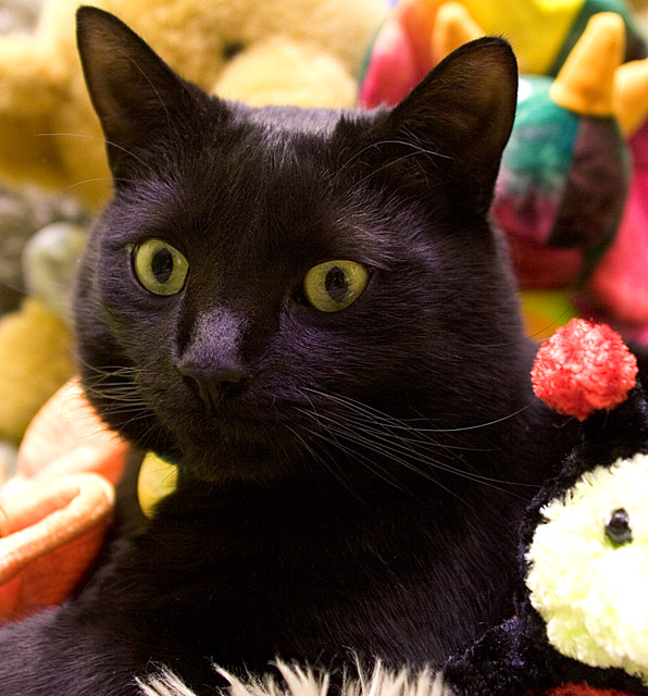My Kitty Amongst His Stuffed Friends!