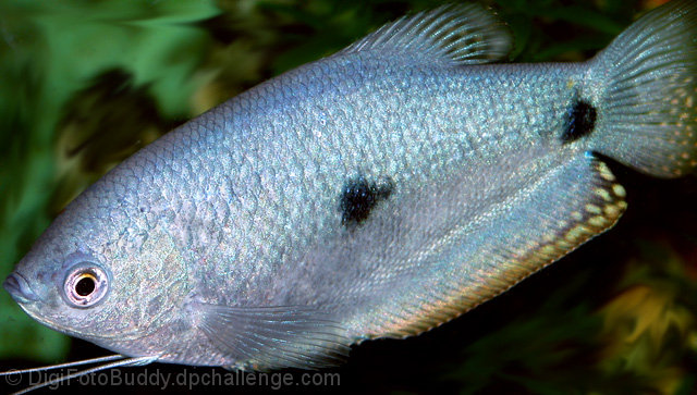 Blue Gourami