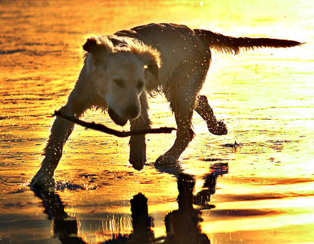 Magical Moment of a Puppy at Play