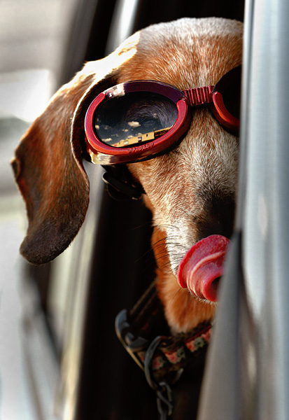 Doggles