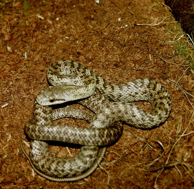 Haku Blu  - Japanese Kunsisar Rat Snake