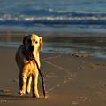 Dog draws accidental "S" for Sand.