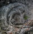 Roots