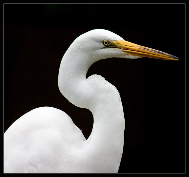 "S" is for Sleek and Silky