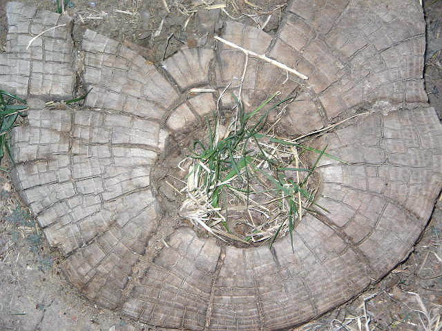 Tree "O"