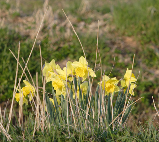 Daffodils 'A'