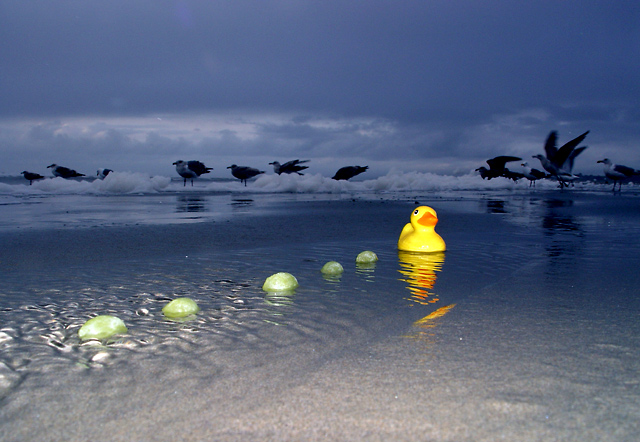 Flock Together