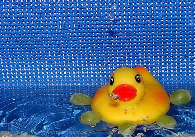 ducky