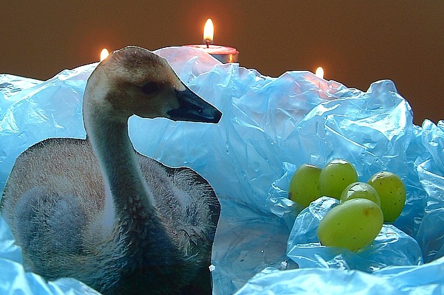 Swimming by candlelight