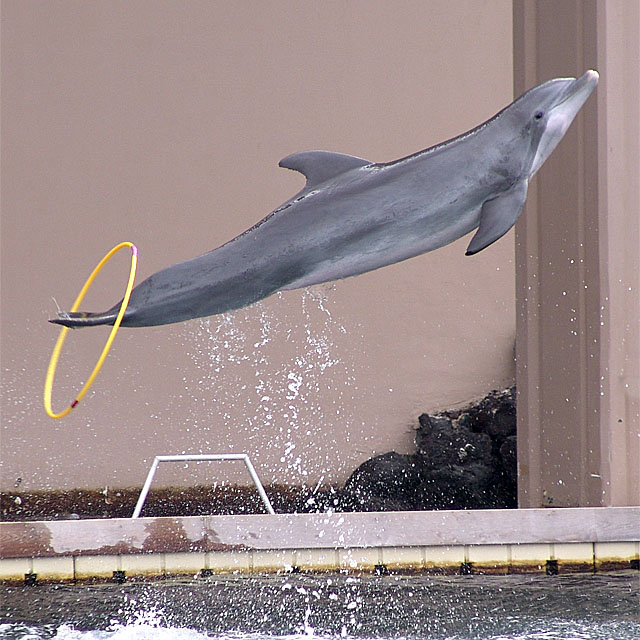 Flying Without Wings
