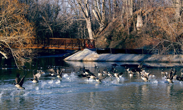 Flock in action