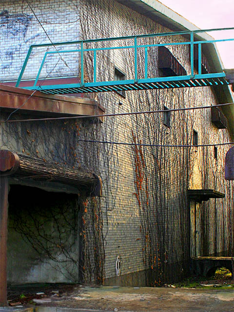 walls covered with ivy