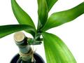 Bamboo