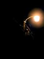 Mechanical Firefly