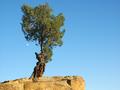 Perseverance
