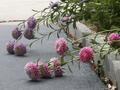 Sleepy Flowers