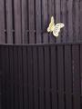 Butterfly On Fence