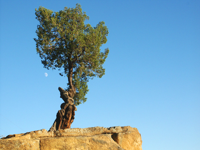Perseverance