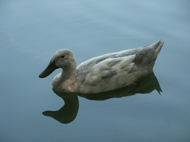 MIrror Mirror in the water...