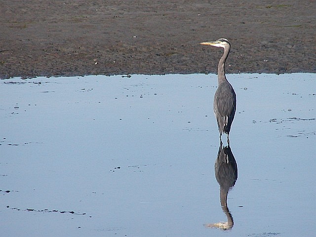 Reflections