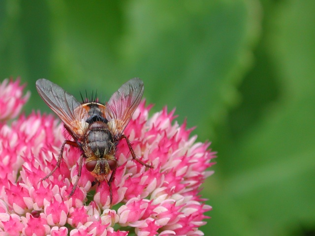 Tachina fera