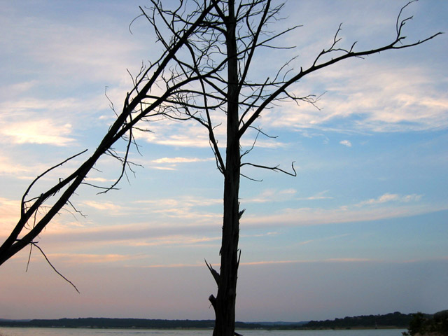 Tree Silhouette