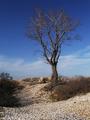 Lone Tree at the Bluffs