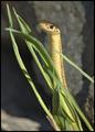 Snake with Grass and Rock