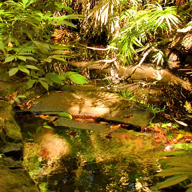 Rainforest Rock Pool