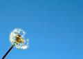 Make a Wish!
