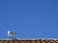 seagull on the roof