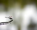 Out on a Limb