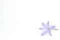Agapanthus
