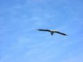 Gull Flight
