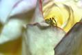 Tiny spider