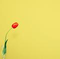 Red Tulip on Yellow Background