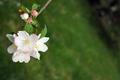 apple blossoms