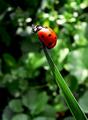 Ladybird on the Top