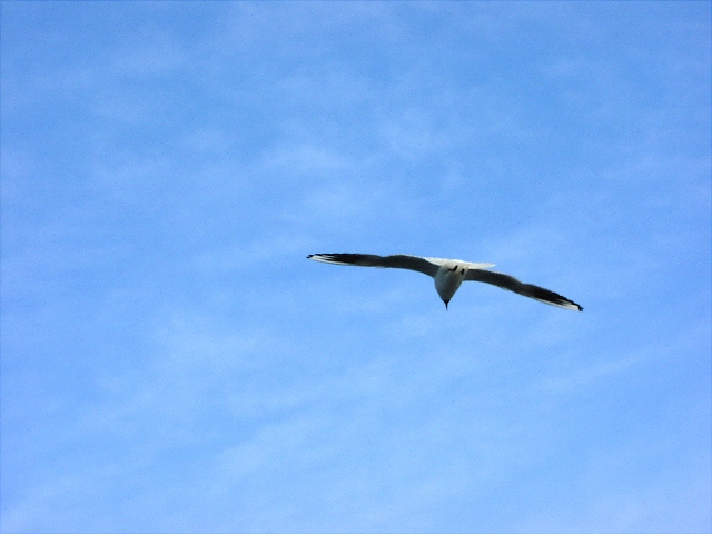 Gull Flight