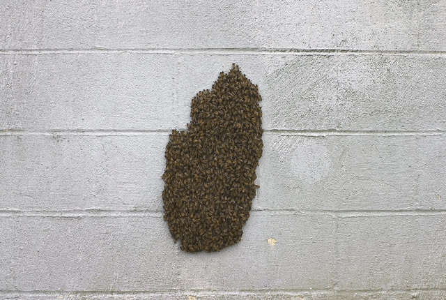 bee hive