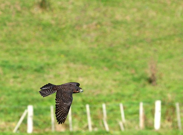 Falcon In Flight