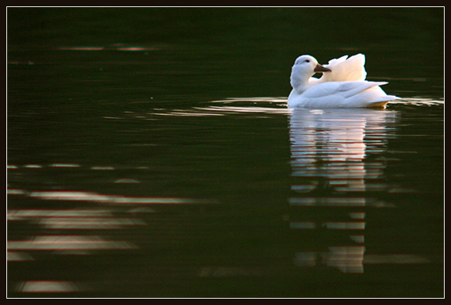 Preening