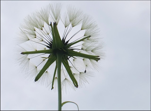 Dandelion Clock