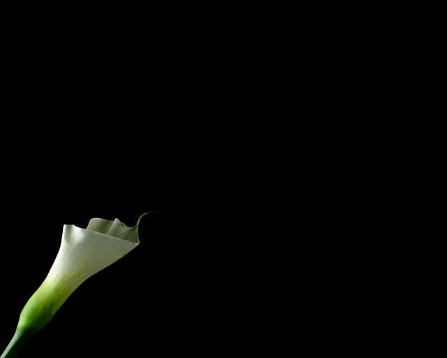 Calla