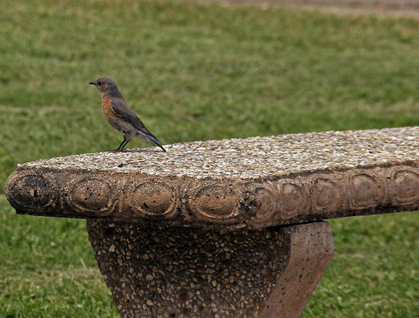 Bench Bird