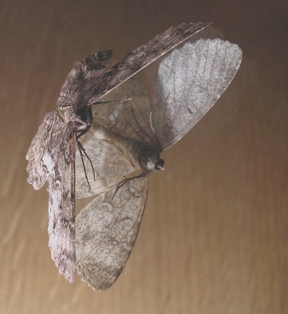 MOTH