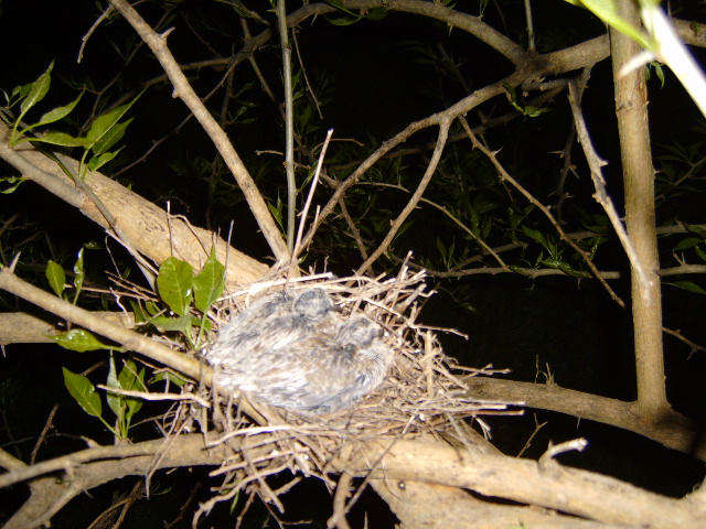 Baby Doves