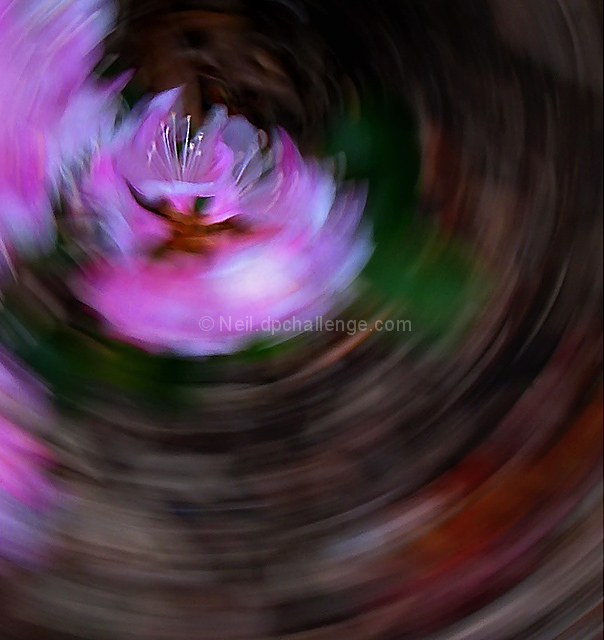 Garden Waltz