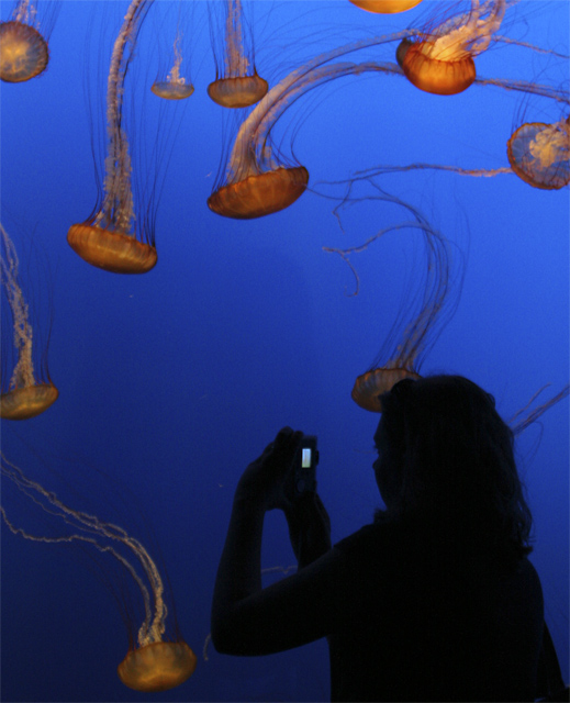 Aquamarine Photographer