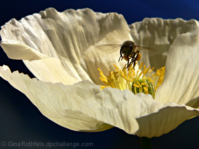 Looking for pollen